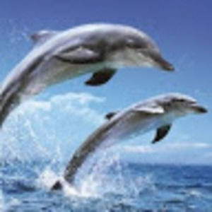 Meet your Posher, Alyse